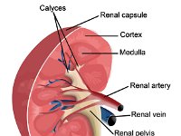 Kidney anatomy