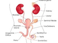 Male reproductive system