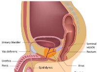 Male reproductive system