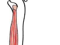 Muscular System, fibularis