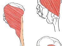 Muscular System, gluteus