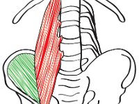 Muscular System, iliopsoas