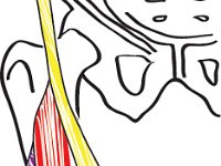 Muscular System, quadriceps, sartorius