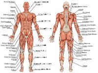 Muscular system anatomy male
