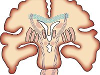 Nervous System, coronal view of cerebrum with basal ganglia