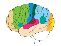 Nervous System, functional areas of the cerebral cortex