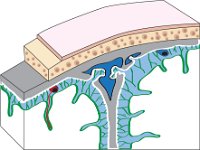 Nervous System, meninges