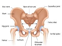 Pelvic girdle labeled