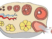 Reproductive System, follicular development in ovary