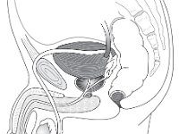 Male Reproductive  Male Reproductive.jpg