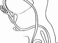 Reproductive System, male sagittal view