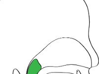 Respiration System, areas of pharynx