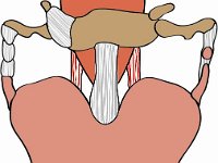 Respiratiry System, larynx