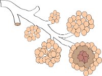 Respiratory System, bronchioles and alveoli