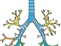 Respiratory System, trachea and bronchial tree