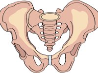 Skeletal System, coxal bones