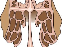 Skeletal System, ethmoid