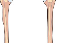Skeletal System, femur