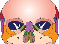 Skeletal System, frontal skull