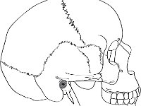 Skeletal System, lateral skull