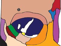 Skeletal System, orbit