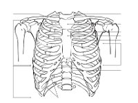 Rib Cage_no label