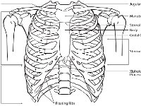 Rib Cage