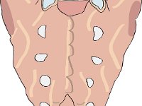 Skeletal System, sacrum and coccyx