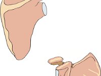 Skeletal System, scapula