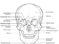 Anterior Skull