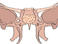 Skeletal System, sphenoid
