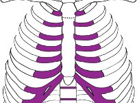 Skeletal System, sternum, clavicle, ribs