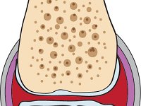 Skeletal System, synovial joint