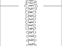 Anterior Vertebral Column_no label