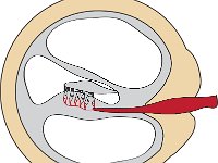 Special Senses, cochlea cross section
