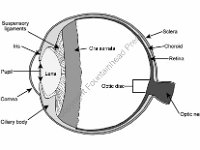Special Senses, human eye with labels