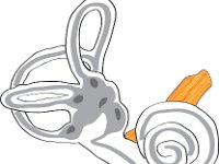 Special Senses, inner ear