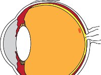Special Senses, internal eye structure