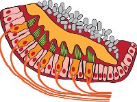Special Senses, maculae in vestibule