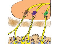 Special Senses, olfactory receptors