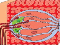 Special Senses, taste bud