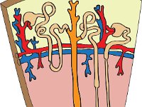 Urinary system, cortical and justamedullary neprons