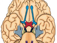 cranial Nerves Outlines
