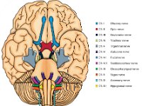 cranial Nerves_Label1