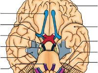 cranial Nerves_Label3