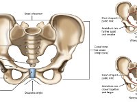 pelvic Girdle