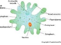 Amoeba  contractile vacole, cell membrane, ctyoplasm, pseudopodium, nucleus, endoplasm, ectoplasm, plasmalemma, food vacuoles, eukaryote : amoeba, contractile vacole, cell membrane, ctyoplasm, pseudopodium, nucleus, endoplasm, ectoplasm, plasmalemma, food vacuoles, eukaryote