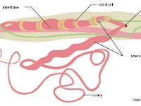 Ascaris Female  nematode, parasite, intestine, ovaduct, vagina, uterus, ovary : nematode, parasite, intestine, ovaduct, vagina, uterus, ovary