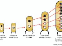 Ascospore Formation in Sordaria  spore, fungi, ascomycota, haploid parental nuclei, fertilization, diploid, zygote, meiosis, mitosis, cytokinesis : spore, fungi, ascomycota, haploid parental nuclei, fertilization, diploid, zygote, meiosis, mitosis, cytokinesis