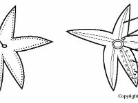 Asteroidea Starfish BW  madraporite, radial canal, madreporite, ring canal, ampulla, tube foot : madraporite, radial canal, madreporite, ring canal, ampulla, tube foot